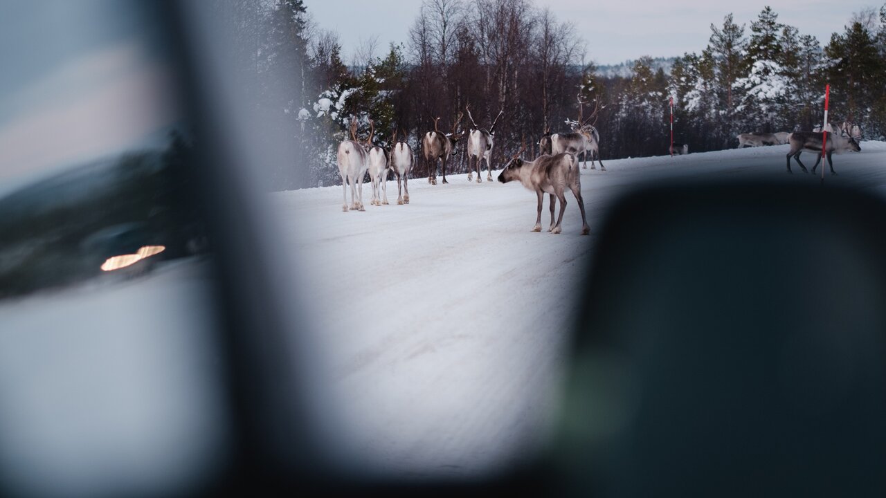 Freunde begegnen Rentier-Herde auf dem Weg ans Nordkap im CROSSCAMP