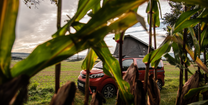 CROSSCAMP parkt in der Natur vor einem Maisfeld