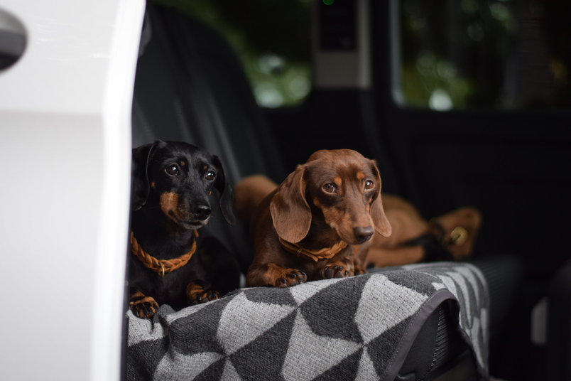 Hunde Lucy und Lotta beim Camping mit dem CROSSCAMP BASE X