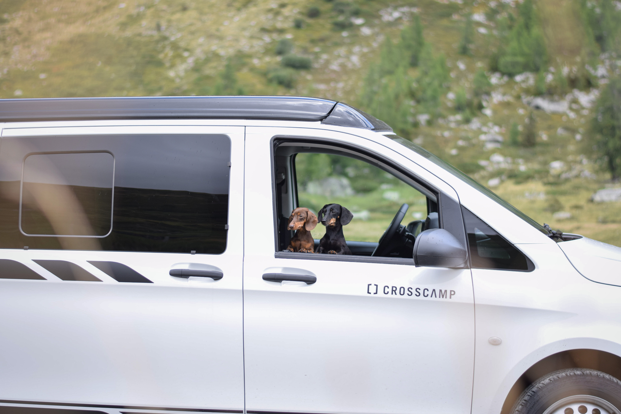 Hunde schauen aus Camper Van Fenster beim Camping