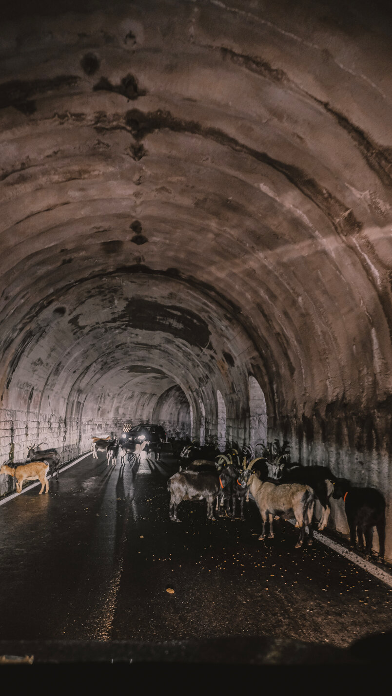Ziegen versperren Tunnel in den Dolomiten